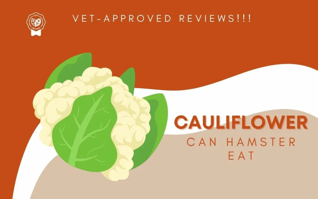 CAN HAMSTER EAT CAULIFLOWER