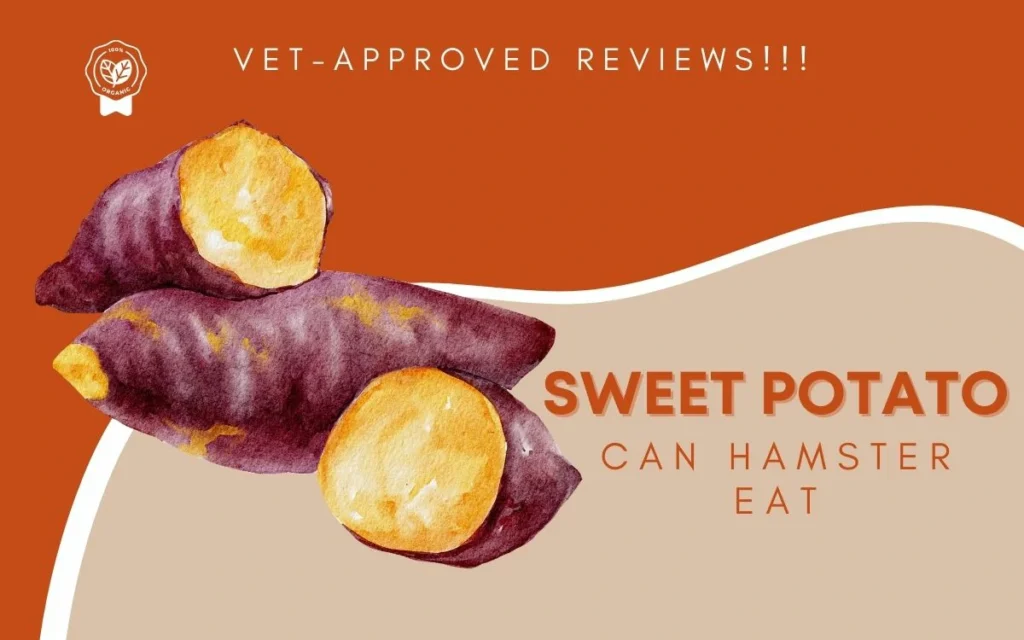 Can Hamster Eat Sweet Potato