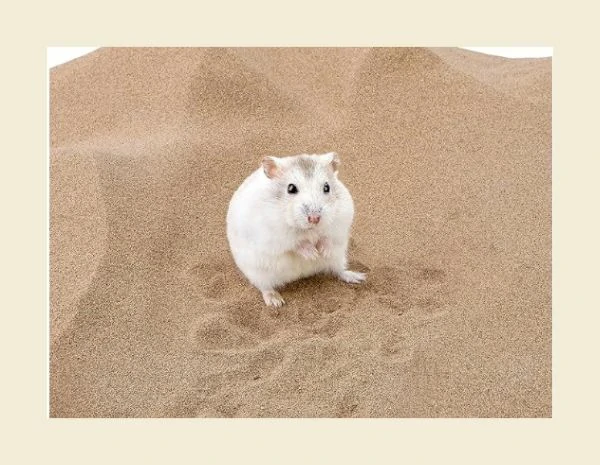 "Pure Desert Sand for Happy Small Pets!"