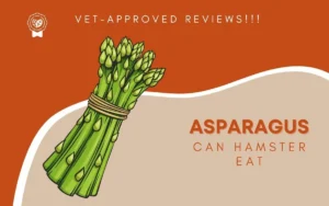CAN HAMSTER EAT ASPARAGUS